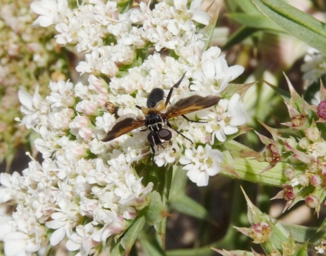 Cylindromia? Trichopoda pictipennis